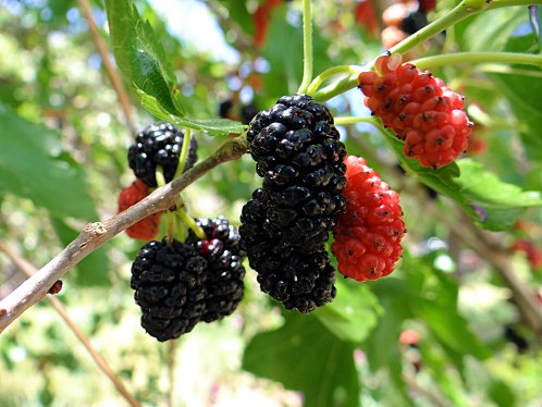mulberry_tree_fruit_yarnell__arizona_az_2